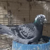 پلاکی نشسته نامه بر