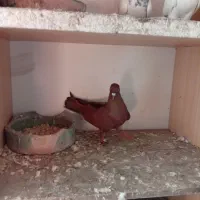 کبوتر سرخ انگلیسی|پرنده|رشت, کوی حسینی|دیوار