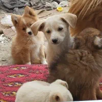 سگ پامرین|سگ|بیستون, |دیوار