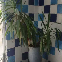 گل و گلدان|گل و گیاه طبیعی|رامجین, |دیوار