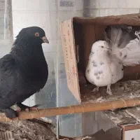 کبوتر کینگ نر و دمچتری ماده