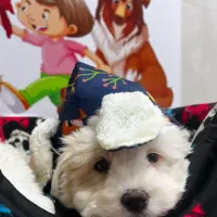 توپولوهای‌ سفید|سگ|تبریز, |دیوار