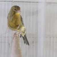 پرنده|پرنده|بیرجند, |دیوار