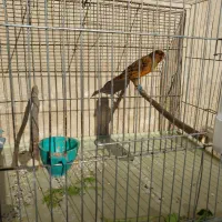 فروش‌قناری‌سرخ