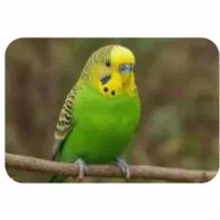 قبول سرپرستی پرنده