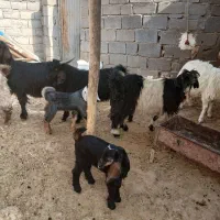 فروش بز وبزغاله