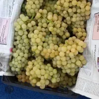 انگور بی دانه سفید و بی دانه قرمز. شانی|خوردنی و آشامیدنی|تهران, میدان میوه و ترهبار مرکزی|دیوار
