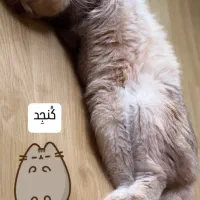 گربه اسکاتیش نر برای جفت ماده|گربه|تهران, تجریش|دیوار