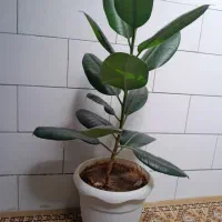 گل طبیعی|گل و گیاه طبیعی|لاران, |دیوار