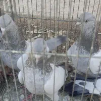 تعدادی کفتر ماده بهبونی