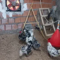 مرغ وخروس گلین فول ریش جنس درست