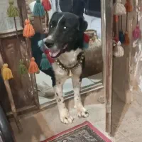 رنجر