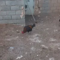 خروس سیاه