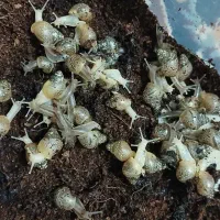 حلزون البینو حلزون تراپی|خزنده|هشتگرد, قاسم آباد بزرگ|دیوار