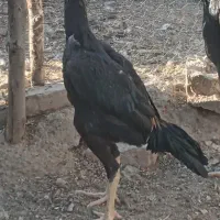 جوجه اوشامو|حیوانات مزرعه|اردبیل, |دیوار