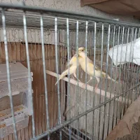 نروماده|پرنده|رشت, نامجو|دیوار