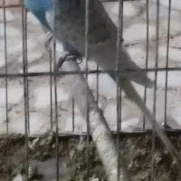 یک عدد مرغ عشق نر اسپانگل با قفس|پرنده|بندر گناوه, |دیوار