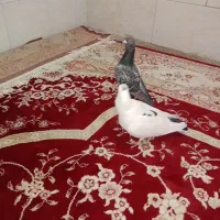 کفتر|پرنده|مشهد, کوی دروی|دیوار