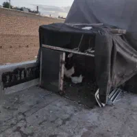 تعدادی قفس فروشی و تله|لوازم جانبی حیوانات|لنجان, |دیوار