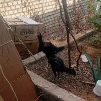 یک جفت جوجه لاری اصل