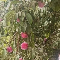 آلو سیاه