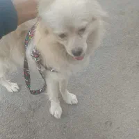 پامرانین عروسکی|سگ|خمینی‌شهر, |دیوار