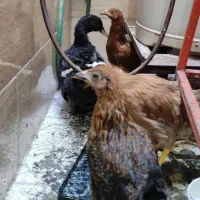 مرغ و اردک
