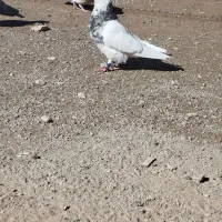 کبوتر طوقی و دمبی ماده|پرنده|دوگنبدان, |دیوار