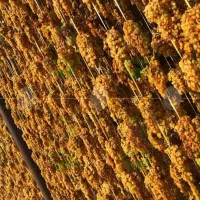 کشمش سبزه تیزابی و انگوری|حراج|ملایر, |دیوار