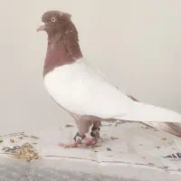 کبوترسینه‌سرخ کل دمی|پرنده|شیراز, شیخ علی چوپان|دیوار