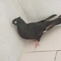 زاغ چشم نک سفید عروسک نوک ریز|پرنده|دهدشت, |دیوار