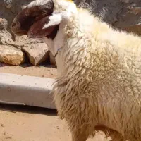 یک عددقوچ سنجابی|حیوانات مزرعه|اسلامآباد غرب, |دیوار