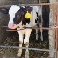 دوعدد گوساله نرشیری درجه یک