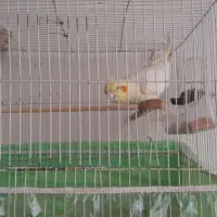 یک جفت عروس هلندی