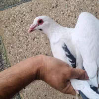 کفتر دم سیاه