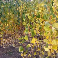 فروش نهال صنوبر نیگرا