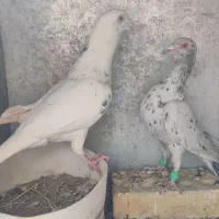 کبوتر سرور و خوشرنگ و پلاکی....