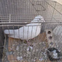 کبوتر|پرنده|تهران, ائمه اطهار|دیوار