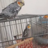 عروس هلندی دوتا نر دونه ای ۲۰۰