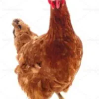 مرغ و خروس محلی|حیوانات مزرعه|مهدی شهر, |دیوار