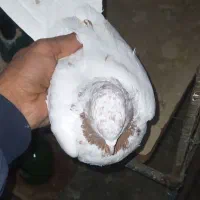 کفتر ماهرو|پرنده|قدس, هفت جوی|دیوار