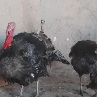 بوقلمون نر و ماده درشت