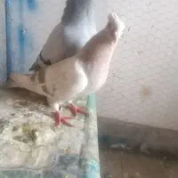 نرو ماده سبز لایه مگس کلاهی