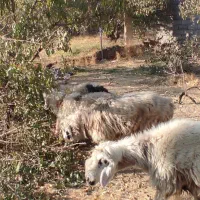 گوسفند میش|حیوانات مزرعه|شهرکرد, |دیوار