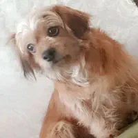 شیتزو واگذاری