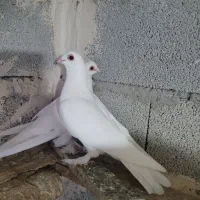 کبوتر|پرنده|خسروشاه, |دیوار