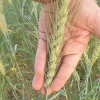 گندم خارجی (گندم آمریکایی)