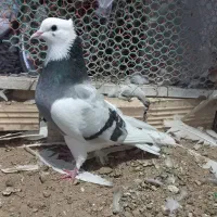 7 عدد کبوتر فروشی