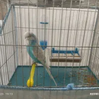 مرغ عشق انگلیسی