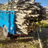 باسلام خریدارگردو صنوبرزردآلو سیب وغیره۰۰۰